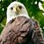 Thorson Rockwell's profile image