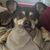 Amy Dolinger's profile image