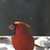 Marlene Murray's profile image