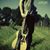 Jyotirmoy Joyanta's profile image