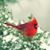 Carol Rhode's profile image