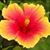 Geri Krason's profile image