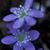 Trisha Bodine's profile image