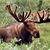 Sue Myllykangas's profile image