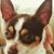 Bobby A Antonelli's profile image