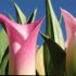 Nancy L.'s profile image