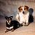 Susan Baumgartner's profile image