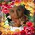 Chiquita Querida's profile image