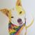 Bethany SchWeger's profile image