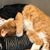 Sharon Kresse's profile image