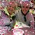 Jeanne Kirk Costa's profile image