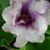 Brent Scheuerman's profile image