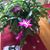 Cindy Schaaf's profile image