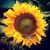 Denise Bohart Brown's profile image