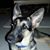 Darrell Needler's profile image