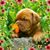 Debbie Guinn Marquis's profile image