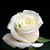 Carrie Schubring's profile image