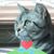 Ann Sullivan's profile image