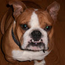 Wildcat n.'s profile image