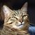 Alan Millard's profile image