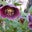 Haute Verte Couture's profile image