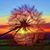 Sherry Haakenson Stiles's profile image