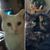 Nancy Dunn's profile image