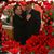 Dolly Marrufo's profile image