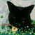 Sara Anderson's profile image