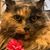 Gina Ferro Badalamenti's profile image
