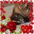 Deenie Nelson's profile image