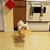 Anneliese Bird's profile image