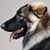 Jodie Hausmanis's profile image
