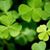 Gail Morris Morrison's profile image