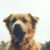 Tracey Garceau's profile image