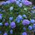 Colleen Ayers Henik's profile image