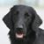 Karen Dilworth Passons's profile image