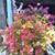 Lois Davis's profile image