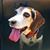 Traci Compton Pereira's profile image