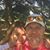 Julie Bruner Pitts Markum's profile image