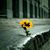 Robin Fountaine's profile image