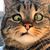 Peter J Ledoux's profile image