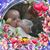 Deborah Hillman Spino's profile image
