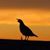 Lorayne Kilgore's profile image