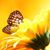 Sherry Wilkerson's profile image