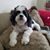Karen Aschenbach Baumann's profile image