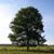 Mildred Anderson's profile image