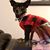 Lindsay Headman's profile image