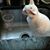 Ann Marie Hutchins's profile image