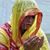 Salma Said's profile image